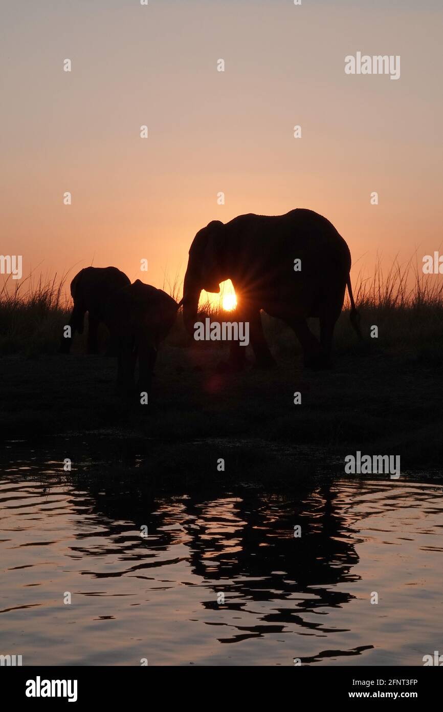Afrika, Botswana, Elefanten entlang des Chobe in der Abenddämmerung Stockfoto