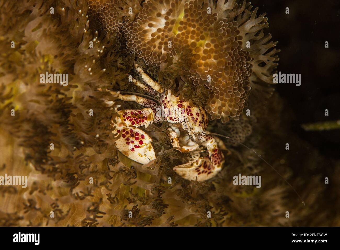 Porzellankrabbe in einer Gastgeberanemone, Cebu, Philippinen Stockfoto