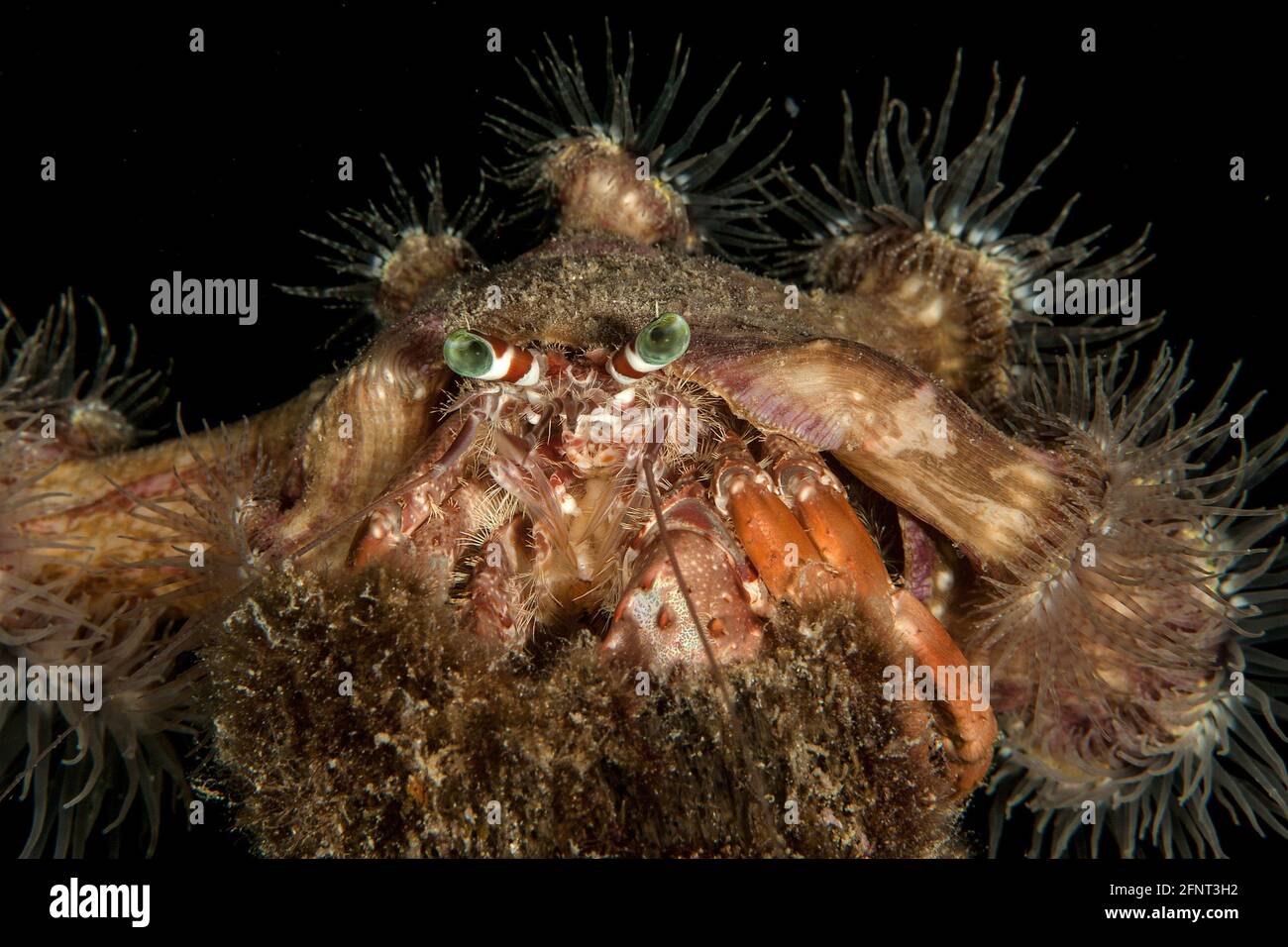 Anemone Hermit Krabbe bei Nacht, Cebu, Philippinen Stockfoto