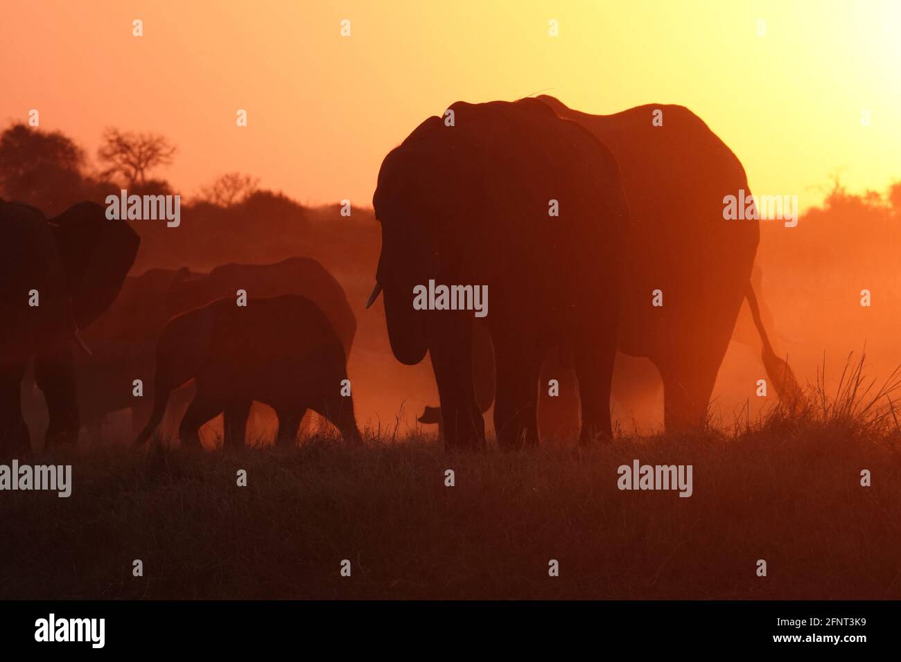 Afrika, Botswana, Elefantenherde im roten Licht Stockfoto