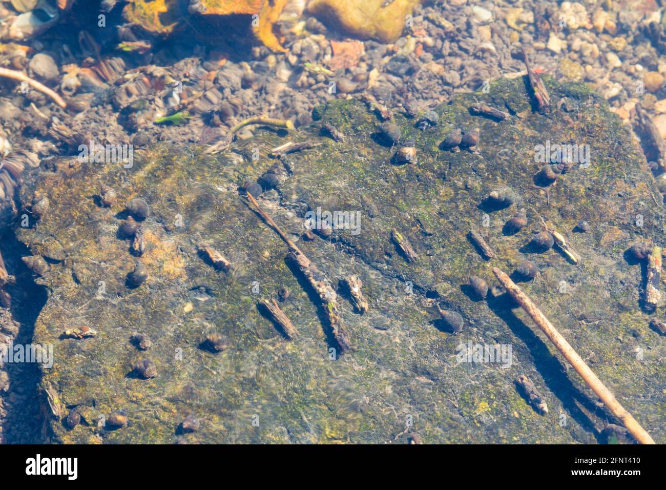 Wassertiere (Kadadisfly Larvea Fälle, gemeinsame bithynia Schnecken) auf Stein unter Wasser von Bach Ikva, Sopron, Ungarn Stockfoto