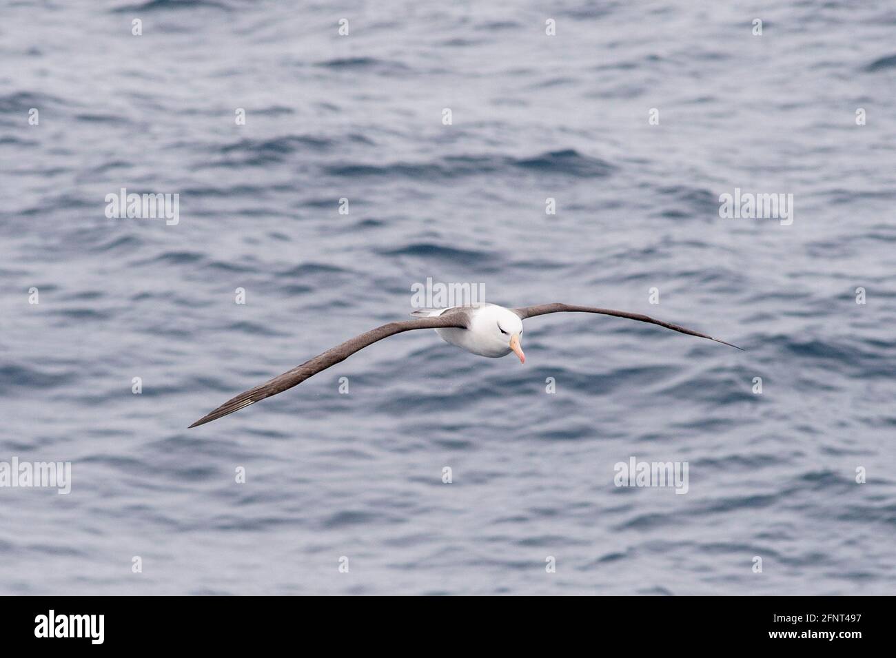 Black Brown Albatross vor Shag Rocks zwischen Südgeorgien und Falkland-Inseln Stockfoto