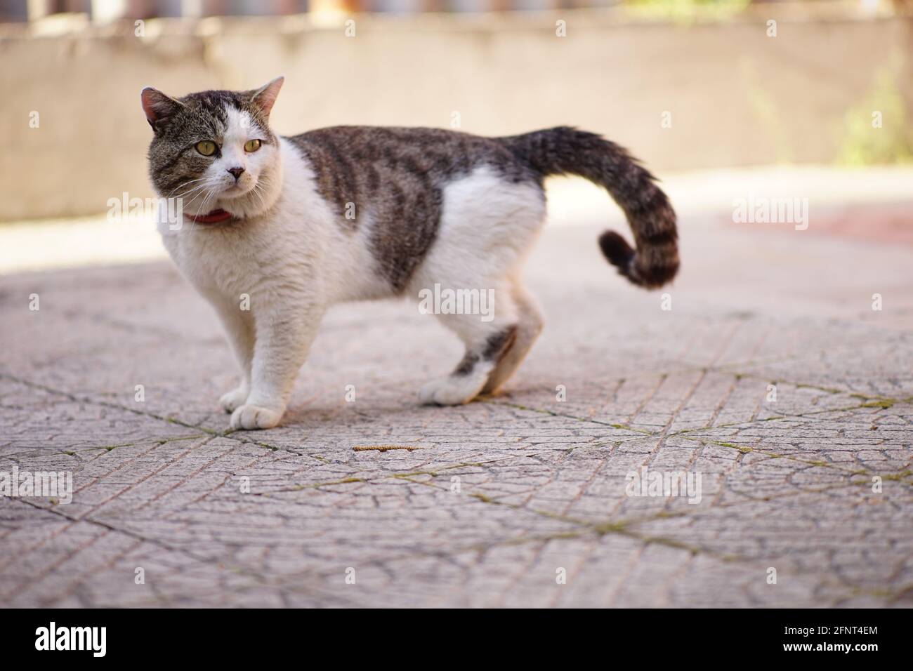 Die hübsche Katze mit Kragen läuft auf dem Bürgersteig Stockfoto