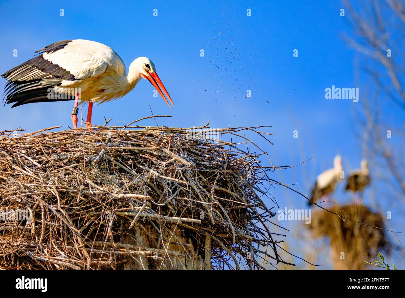 Storch säubert sein Storchennest. Stockfoto