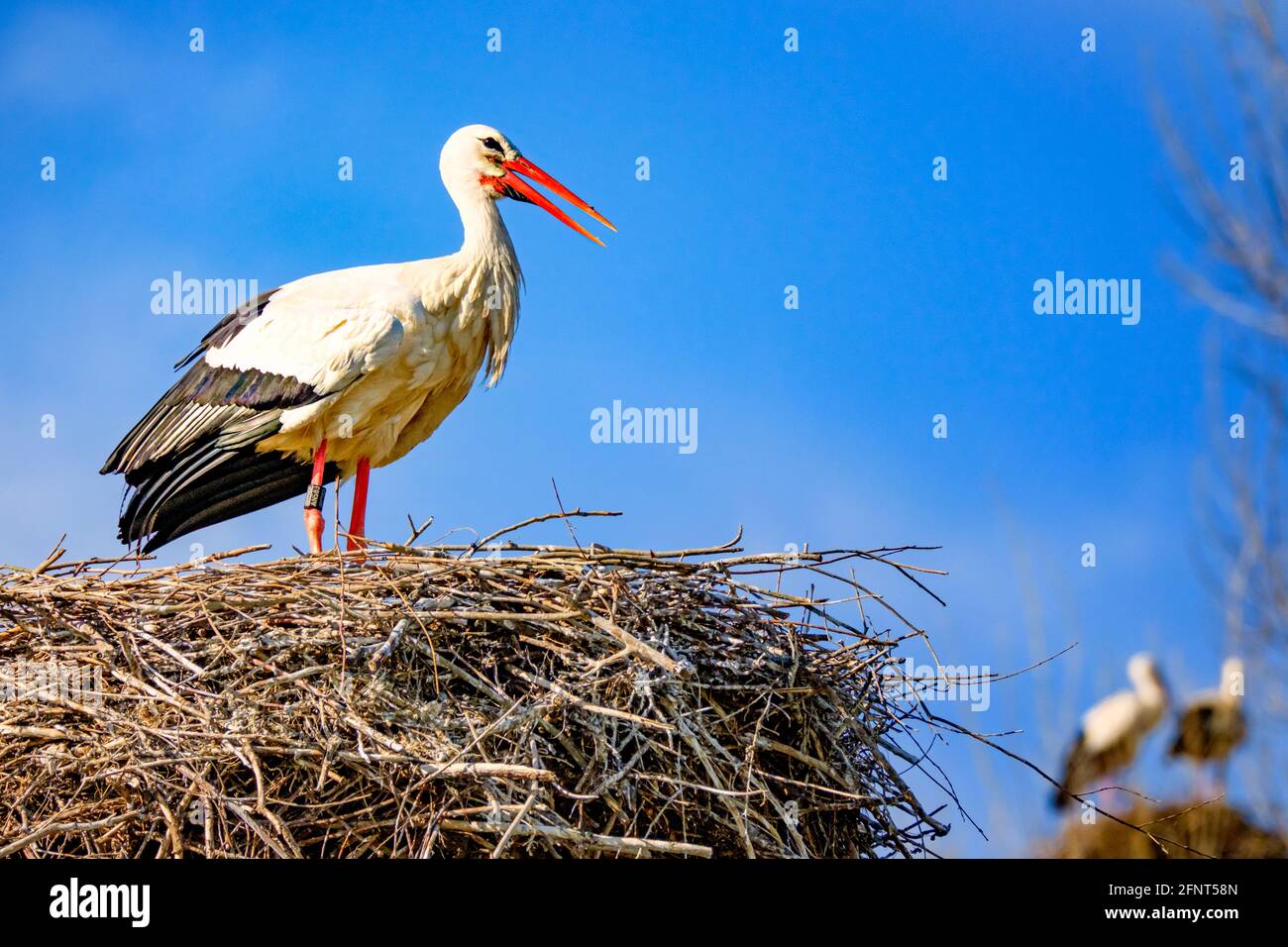 Storch säubert sein Storchennest. Stockfoto