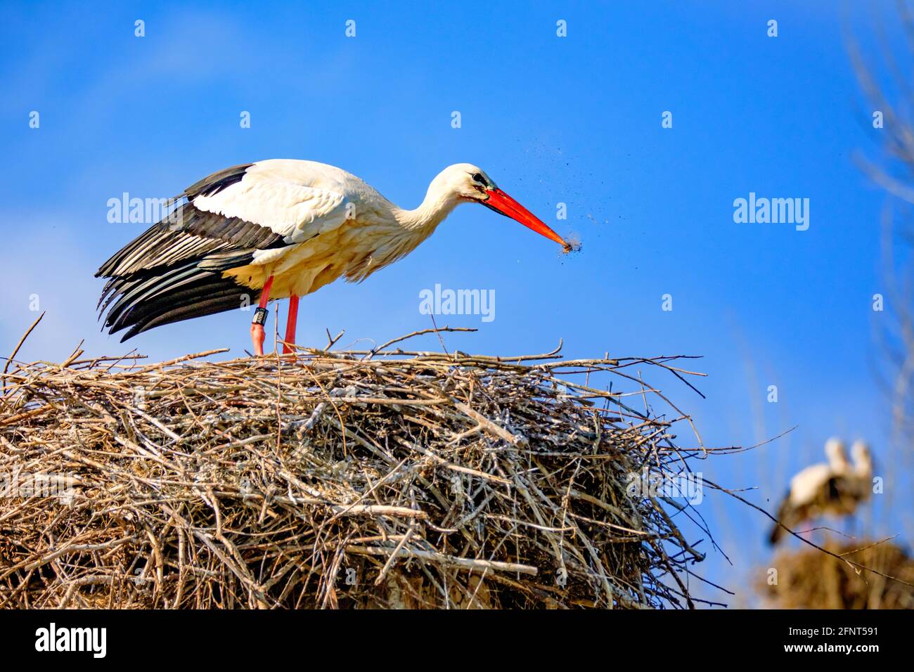 Storch säubert sein Storchennest. Stockfoto