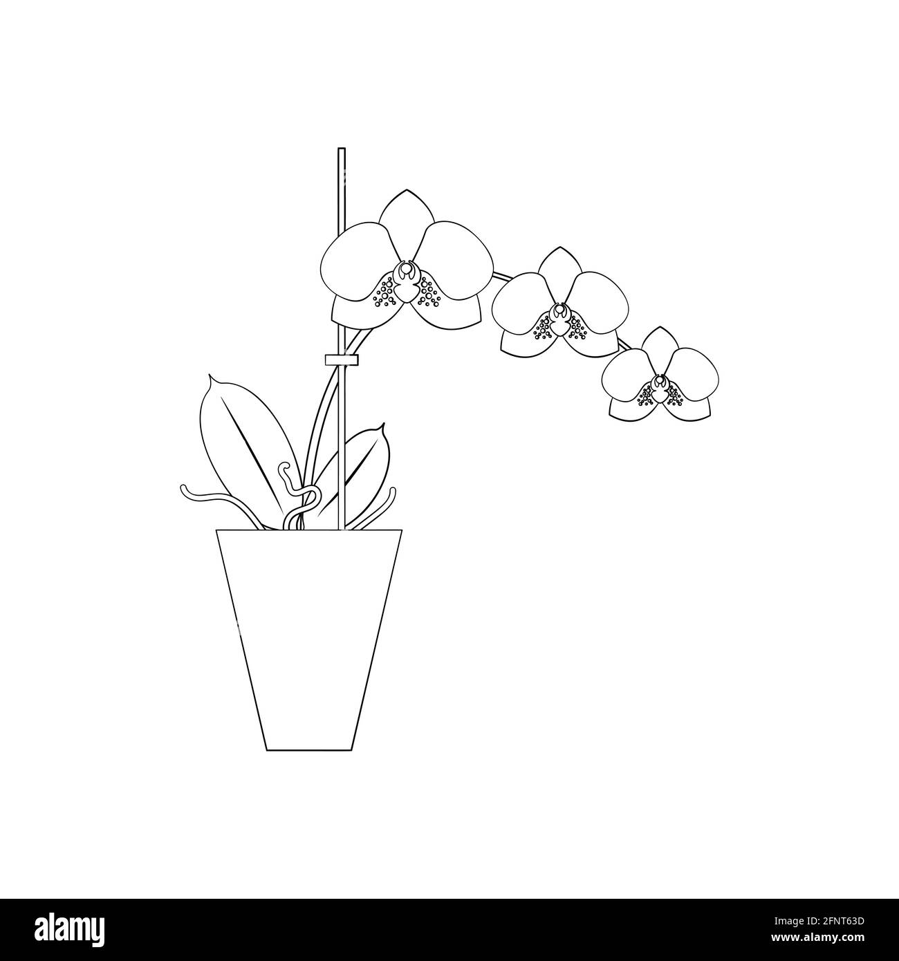Line Art schwarz tropisch Topfhaus Pflanze Motte Orchidee isoliert Auf weißem Hintergrund Stock Vektor
