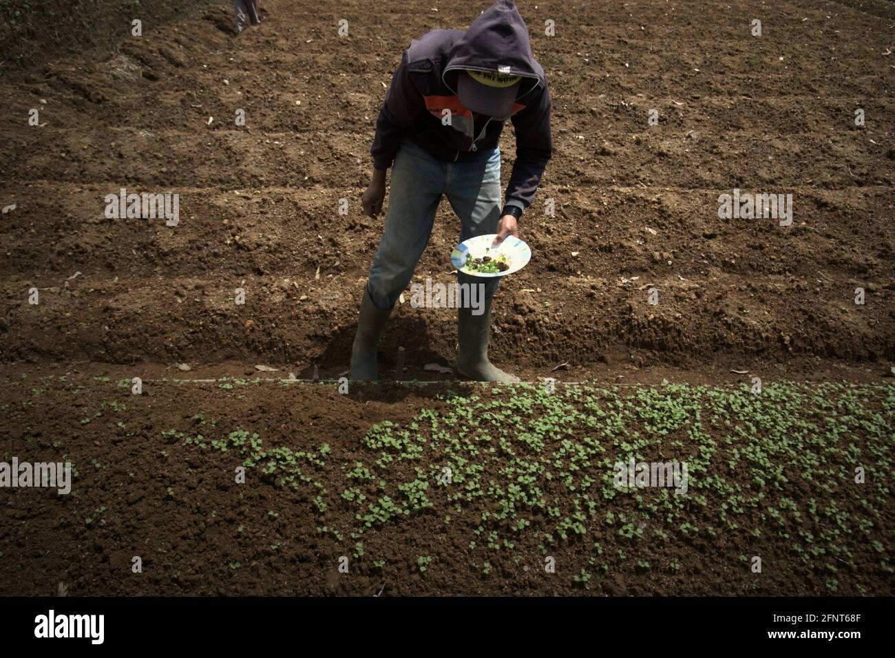 Ein junger Landwirt, der junge Gemüsepflanzen aus der Baumschule auf einem geplanten Feld in der Nähe des Nationalparks Gede Pangrango anpflanzt. Stockfoto