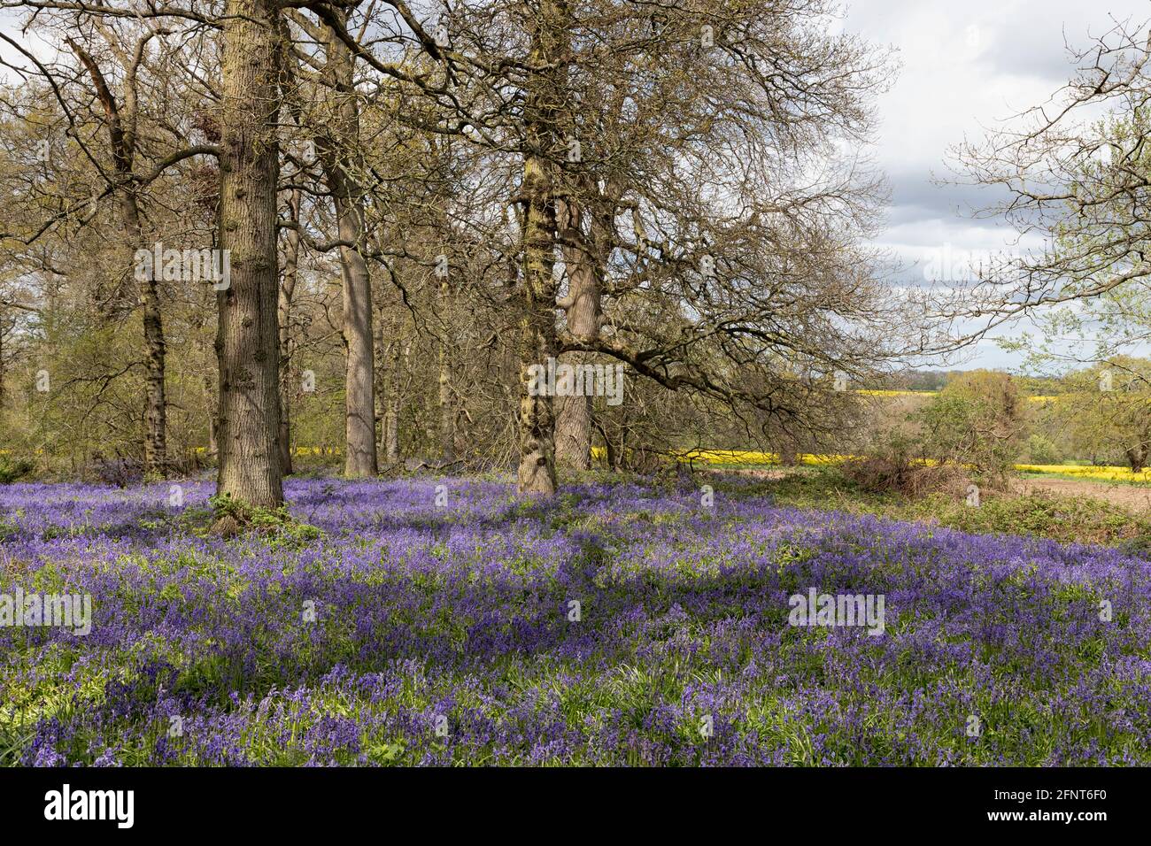 Teppich von Bluebells in Springtime, Norfolk, East Anglia, Großbritannien Stockfoto