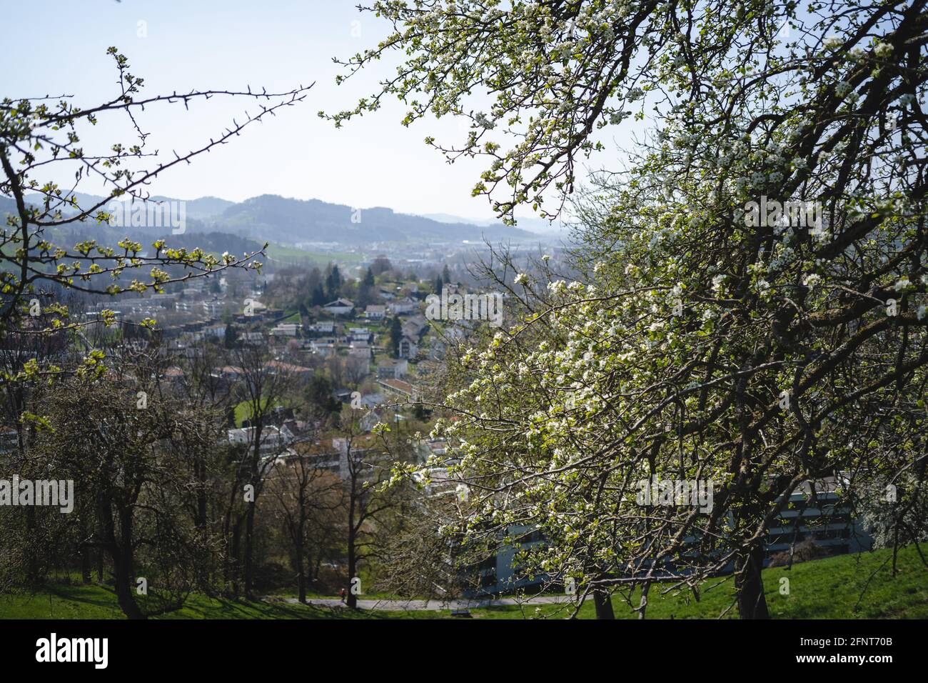 Im Frühjahr sprießende Knospen auf alten Bäumen - alles beginnt Zum Blühen Stockfoto