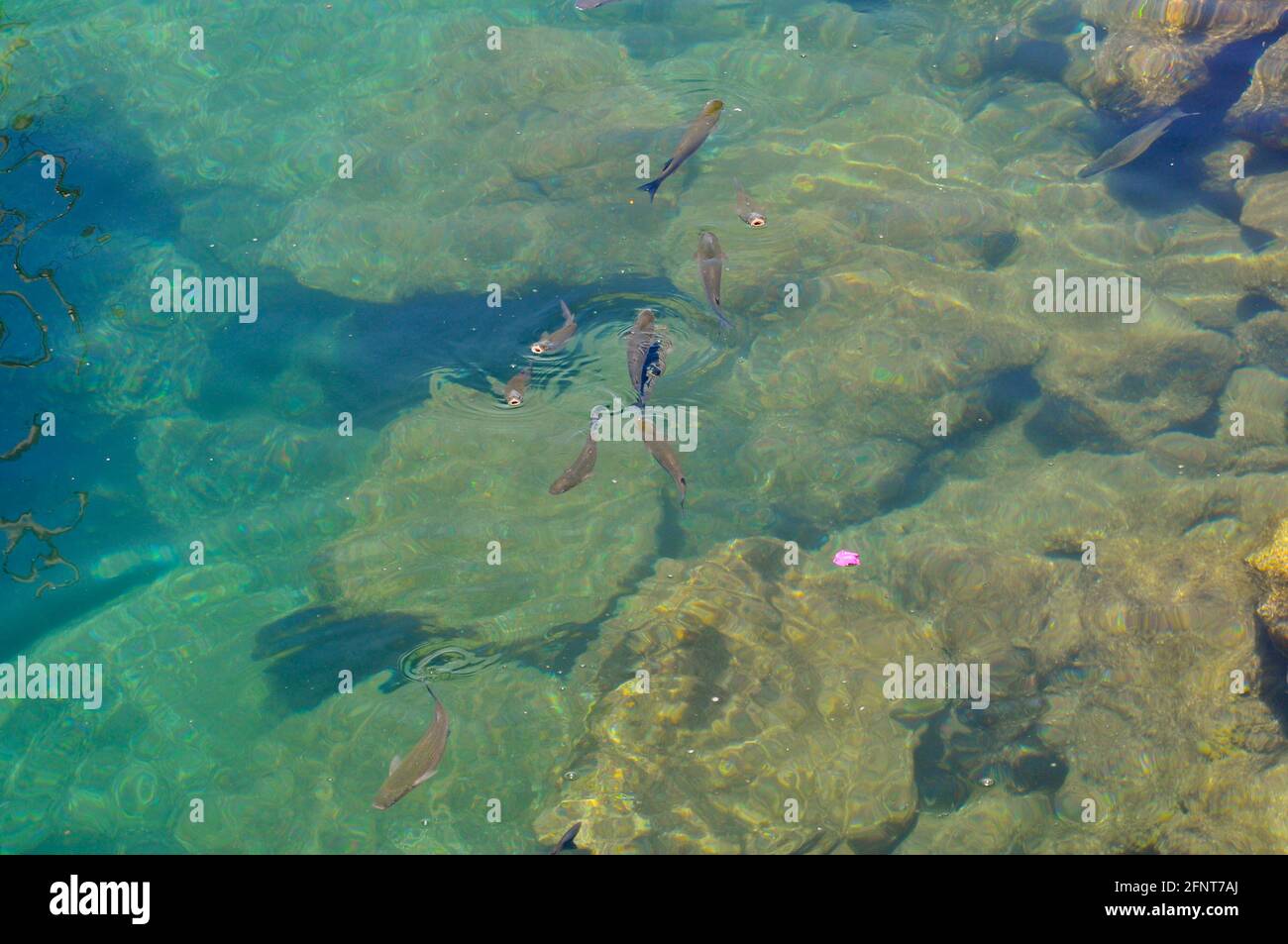 Schwimmende Fische im klaren, türkisfarbenen Wasser mit Felsen im Hintergrund auf Gran Canaria Stockfoto