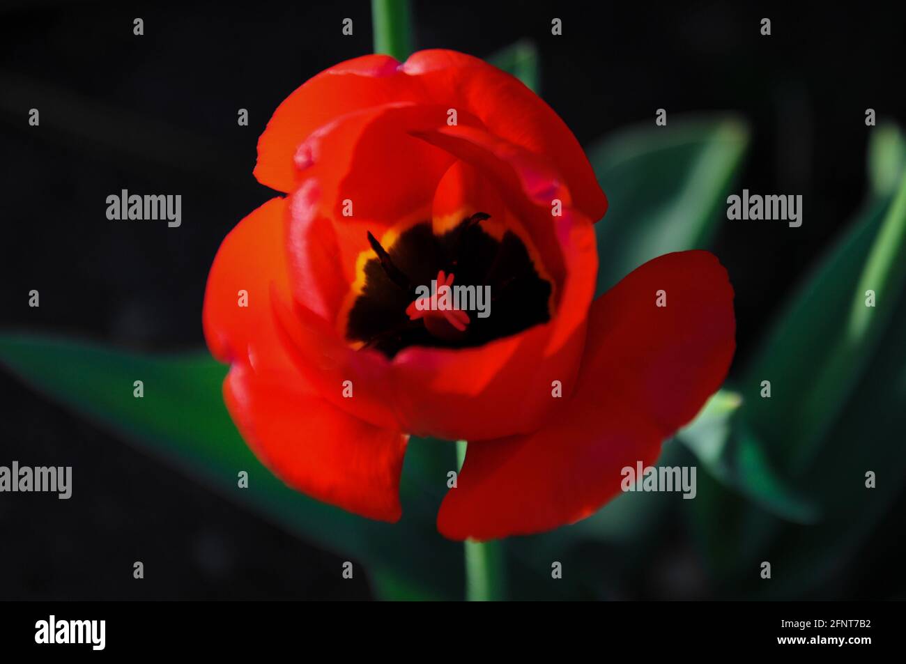 Rote Tulpe auf dunklem Hintergrund zur goldenen Stunde Im Garten Stockfoto