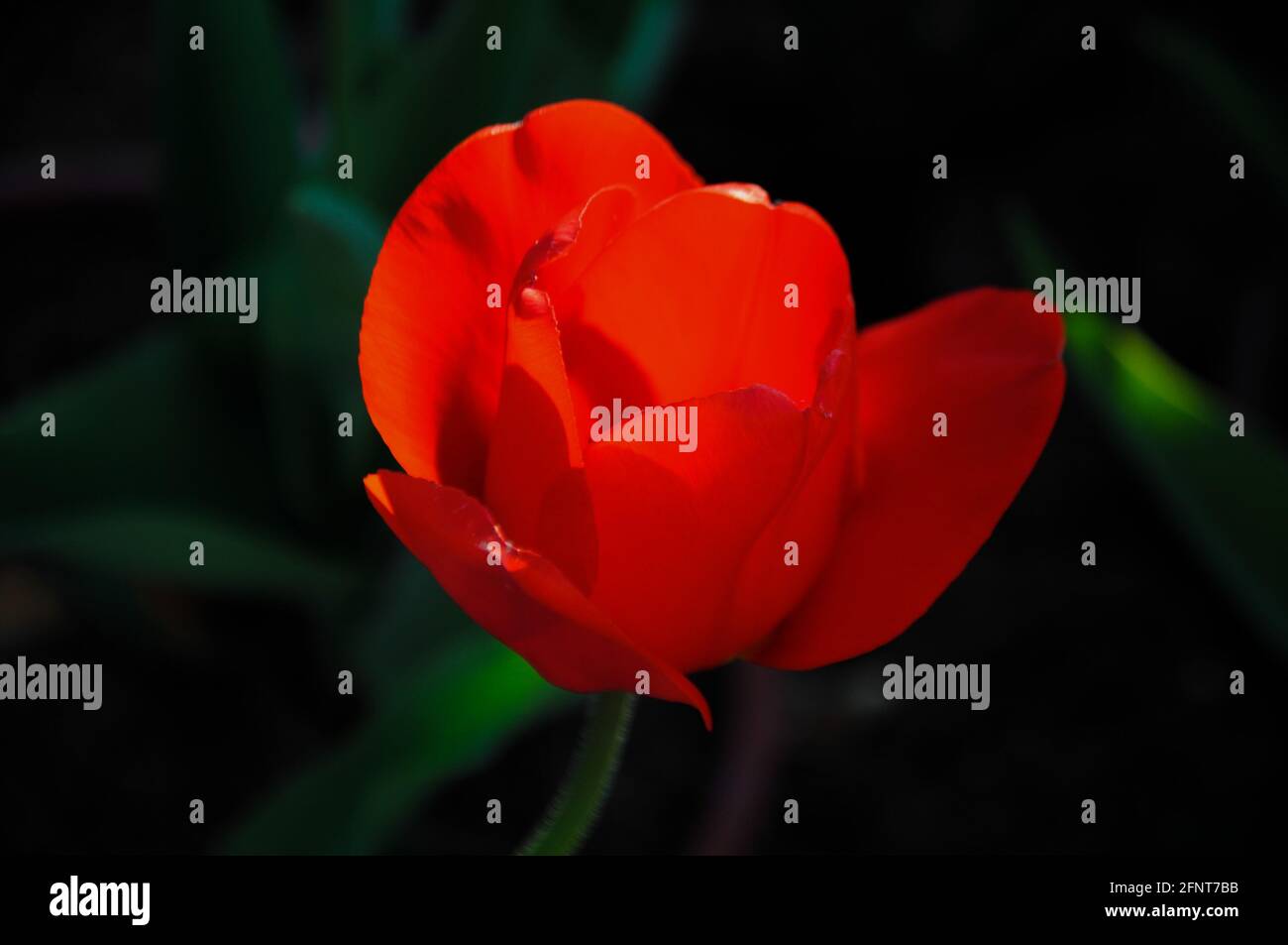 Rote Tulpe auf dunklem Hintergrund zur goldenen Stunde Im Garten Stockfoto