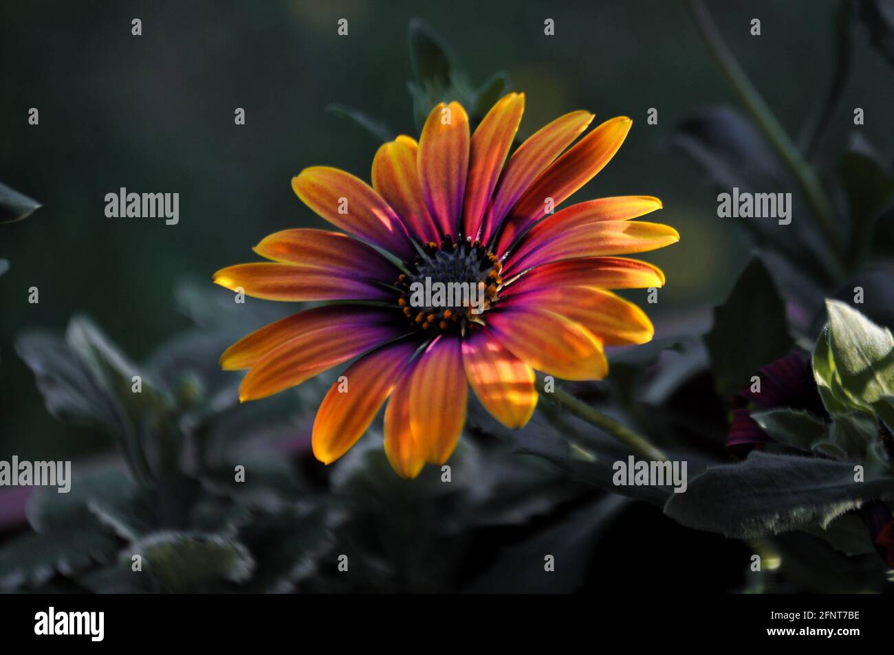 Nahaufnahme einer bunten, lebendigen, einzelnen Gänseblümchen - osteospermum ecklonis im Garten an der goldenen Gour auf grünem Hintergrund. Stockfoto