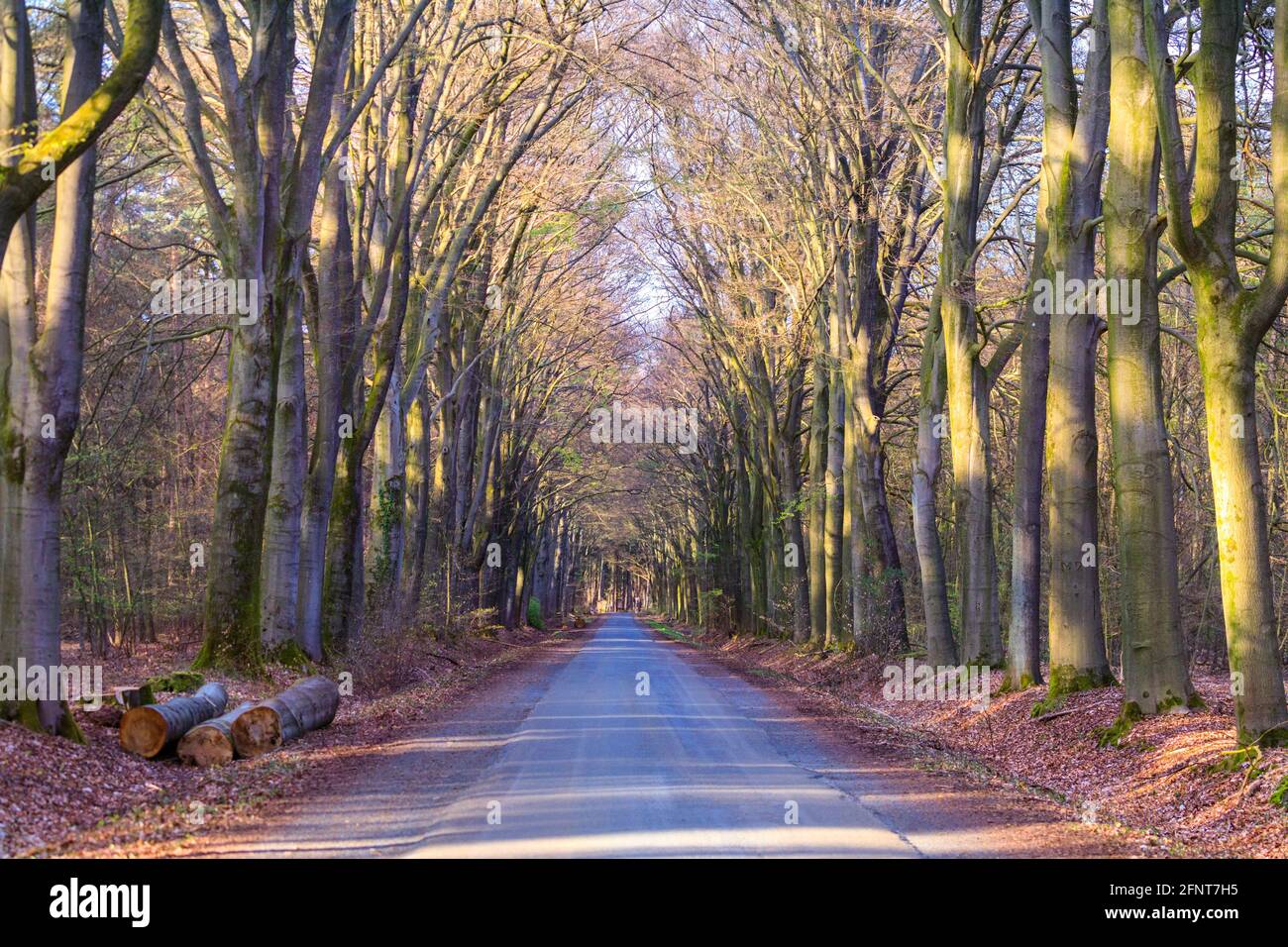 Von Bäumen gesäumte Straße, lange, gerade Straße durch Wald, Münsterland, Deutschland Stockfoto