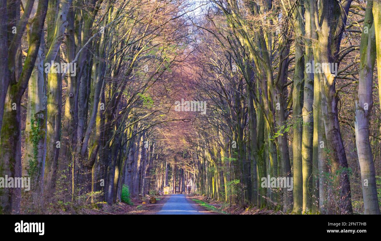 Von Bäumen gesäumte Straße, lange, gerade Straße durch Wald, Münsterland, Deutschland Stockfoto