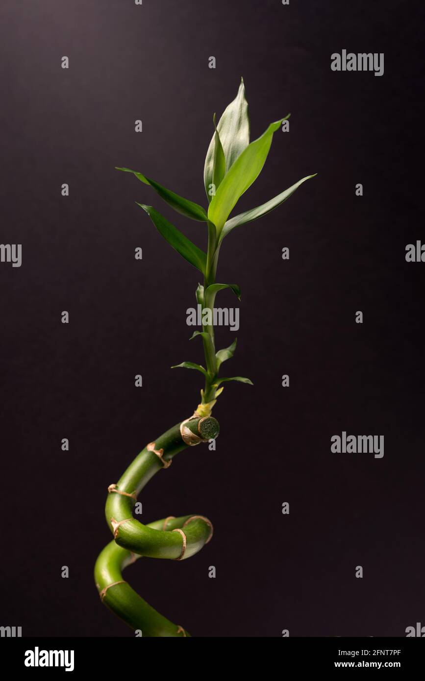 Green Lucky Bamboo oder Dracena Houseplant aus der Nähe vor dem schwarzen Hintergrund. Stockfoto