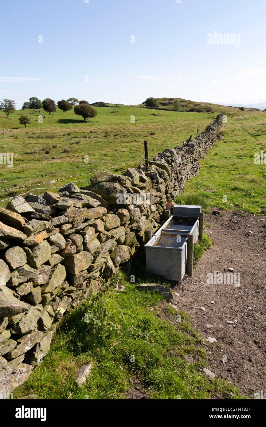 Trog in einem Feld in Cumbria, England. Der Trog steht an einer trockenen Steinmauer. Stockfoto