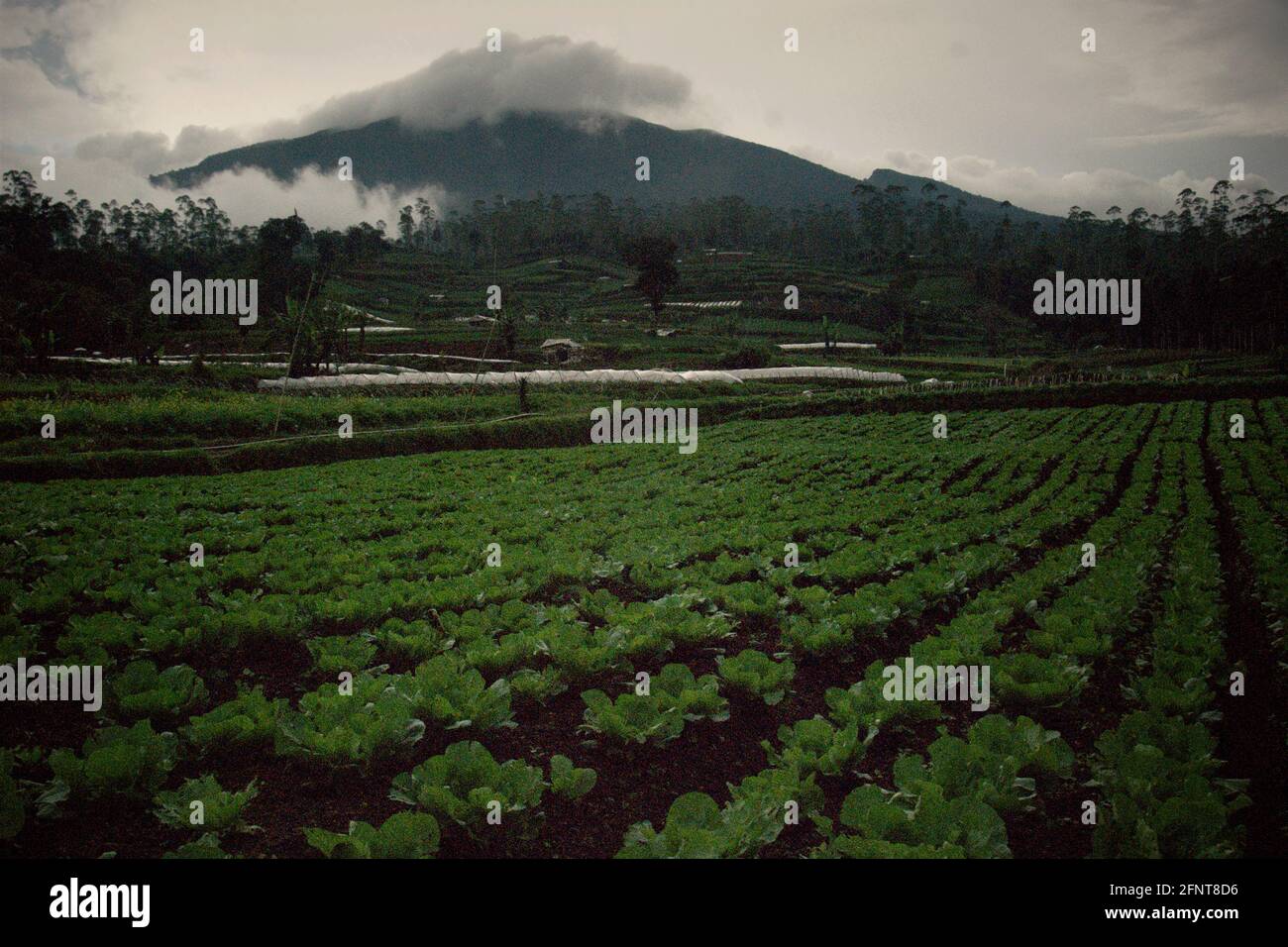 Landwirtschaftliche Felder außerhalb des Mount Gede Pangrango National Park, West Java, Indonesien; fotografiert im Hintergrund des Vulkans Mount Gede, im Jahr 2013 während eines Baumannahmeprogramms - ein Teil des Wiederaufforstungsprojekts im geschützten Park. Stockfoto