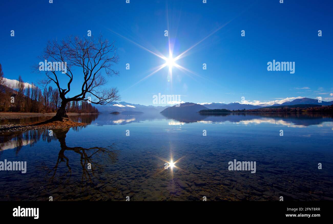 Dass Wanaka Baum, Lake Wanaka, Neuseeland Stockfoto