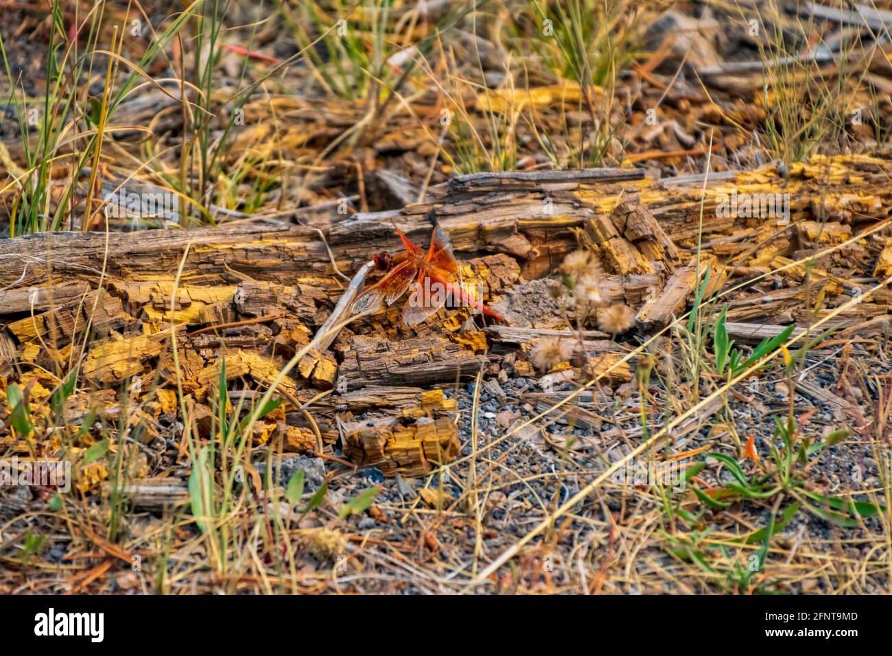Nahaufnahme eines schönen orangefarbenen Libellen männlichen Flammenschimmer Ruhe Stockfoto