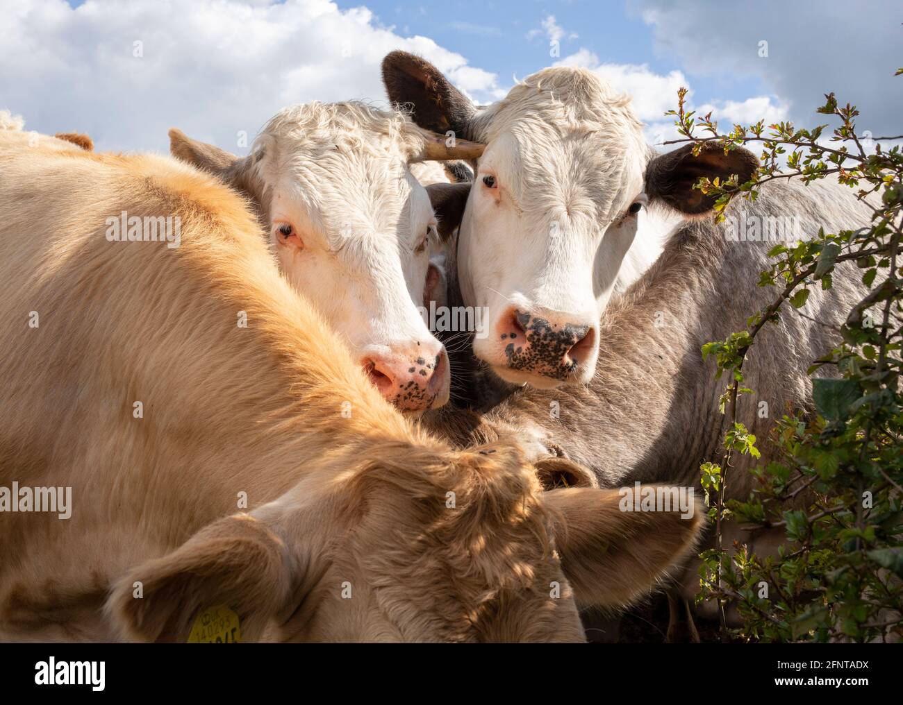 Bullocks auf einem Feld in der Nähe von Droitwich, Worcestershire. Stockfoto