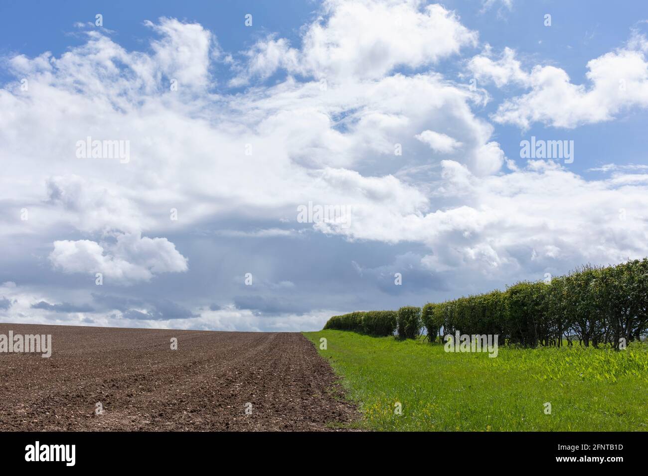 Eine Hecke auf Ackerland in der Nähe von Alcester in Warwickshire, Großbritannien Stockfoto