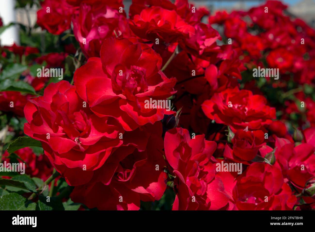 French rose rosa gallica officinalis Fotos und Bildmaterial in hoher