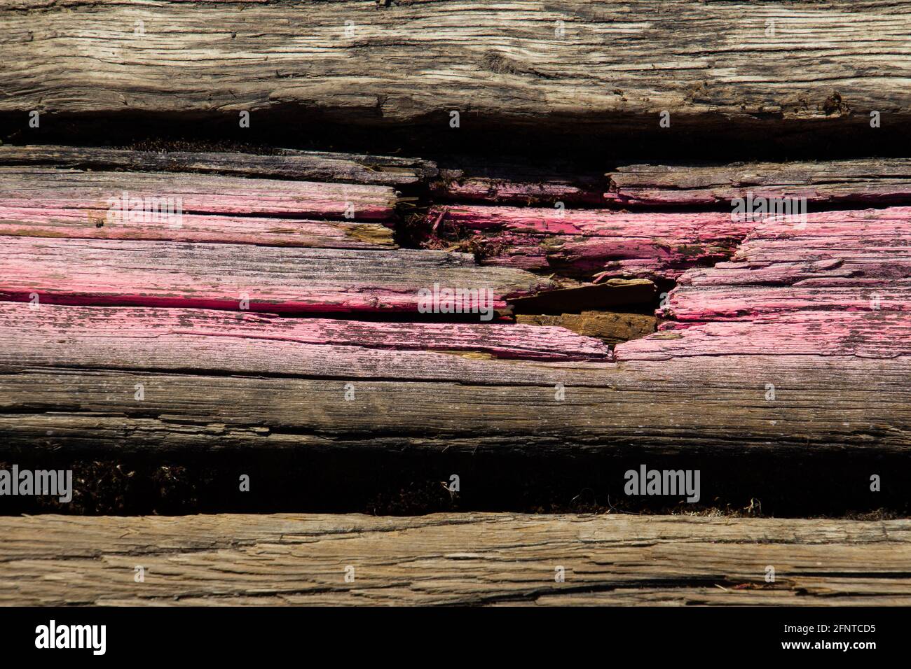 Beschädigte Holzbretter mit rosa Sprühfarbe Markierungen zu markieren Wie zu erneuern Stockfoto