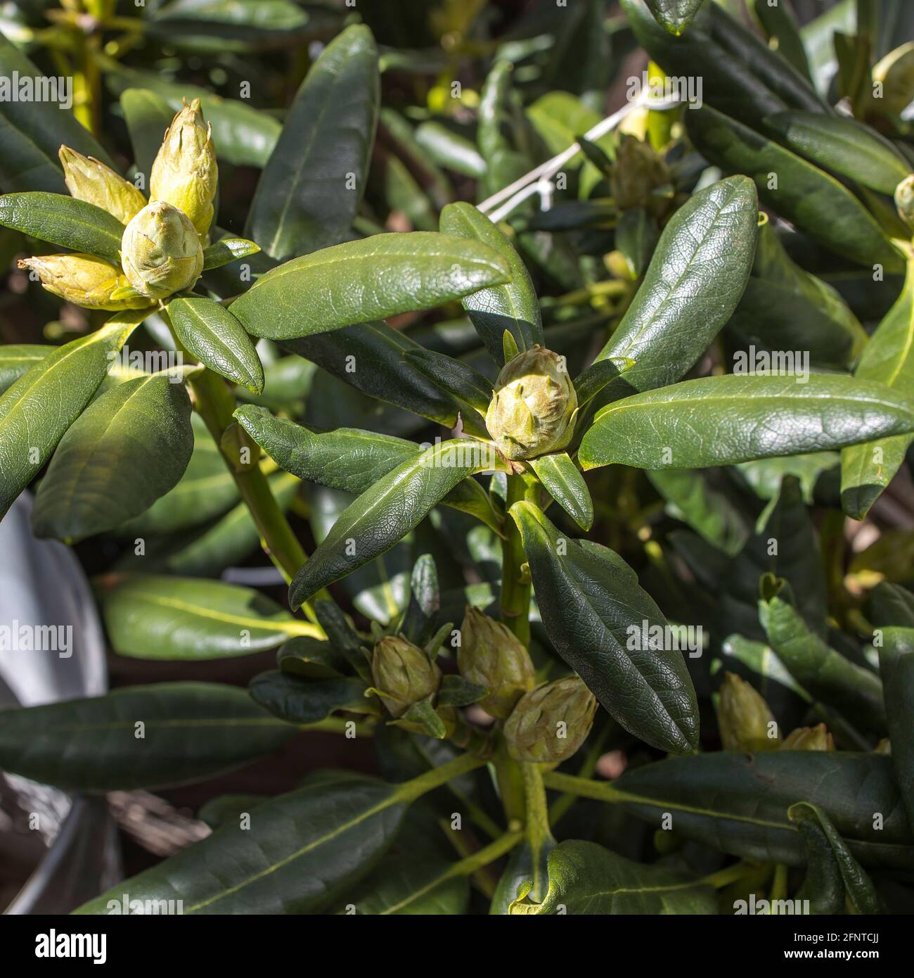 Rhododendron Haaga. Finnische Zucht immergrüner Rhododendron. Unglaublich schön und absolut winterhart. Stockfoto