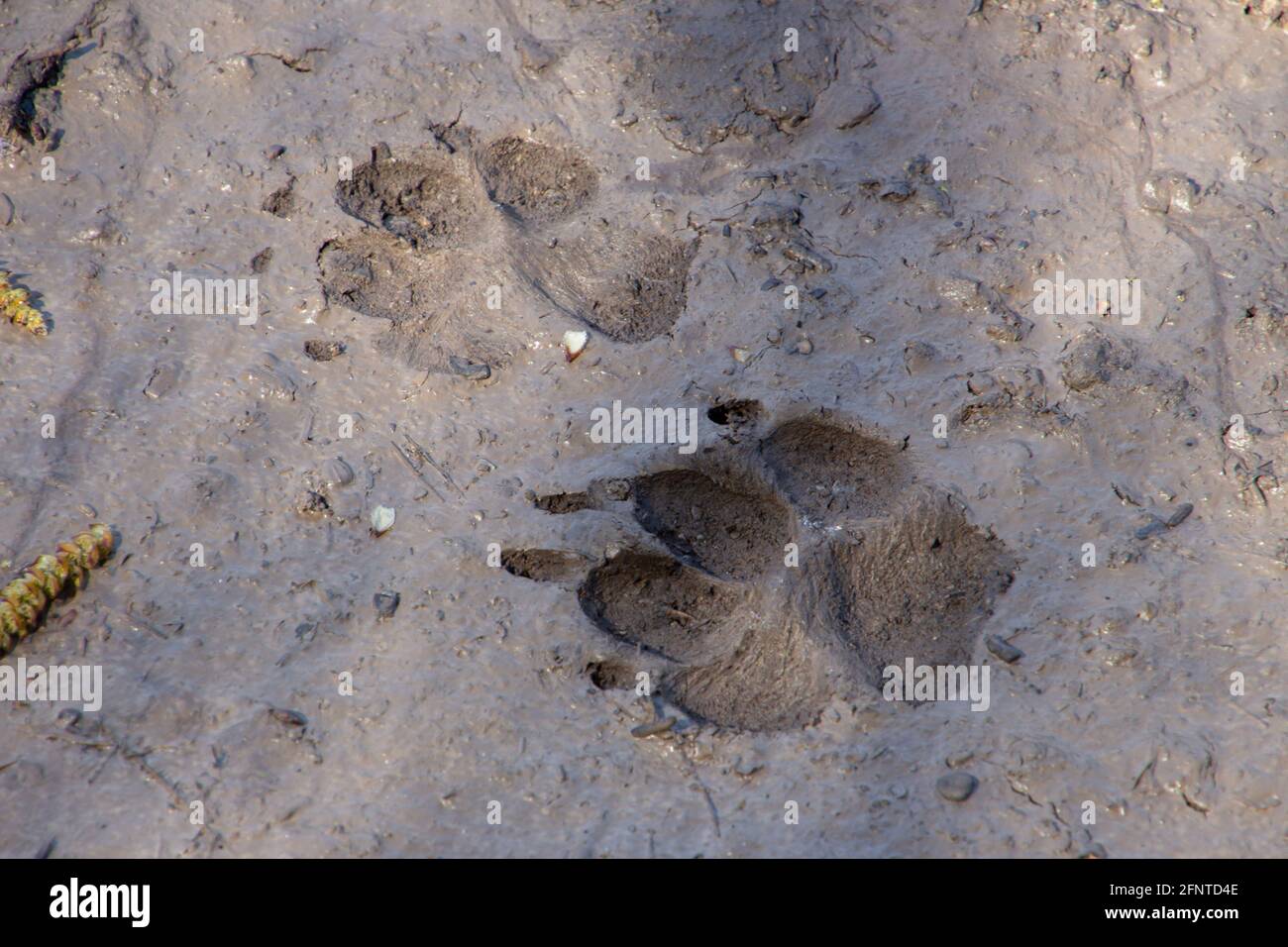 Hund oder Wolf Spur im Schlamm Stockfoto