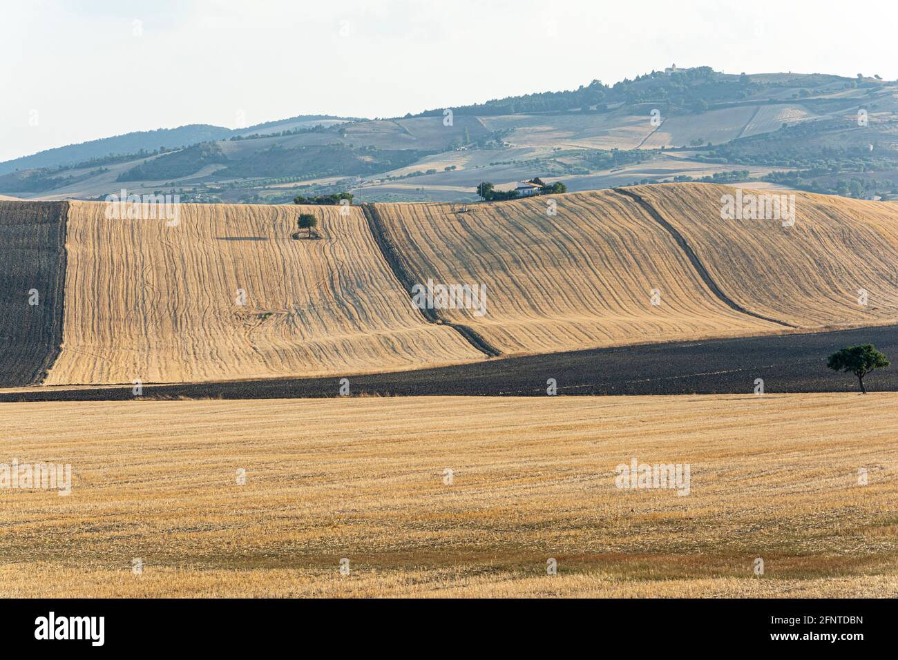 Schneiden Sie Weizenfelder in Apuglia Süditalien Stockfoto