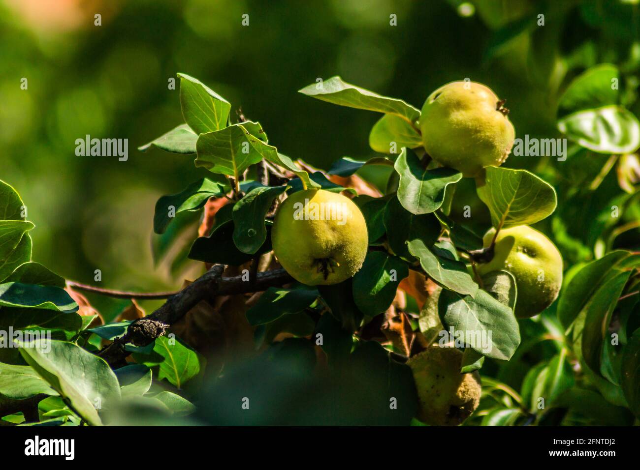 Reife Früchte von gelber Quitte. Ein Haufen gelber Quitten wächst auf dem Busch auf dem Land. Stockfoto