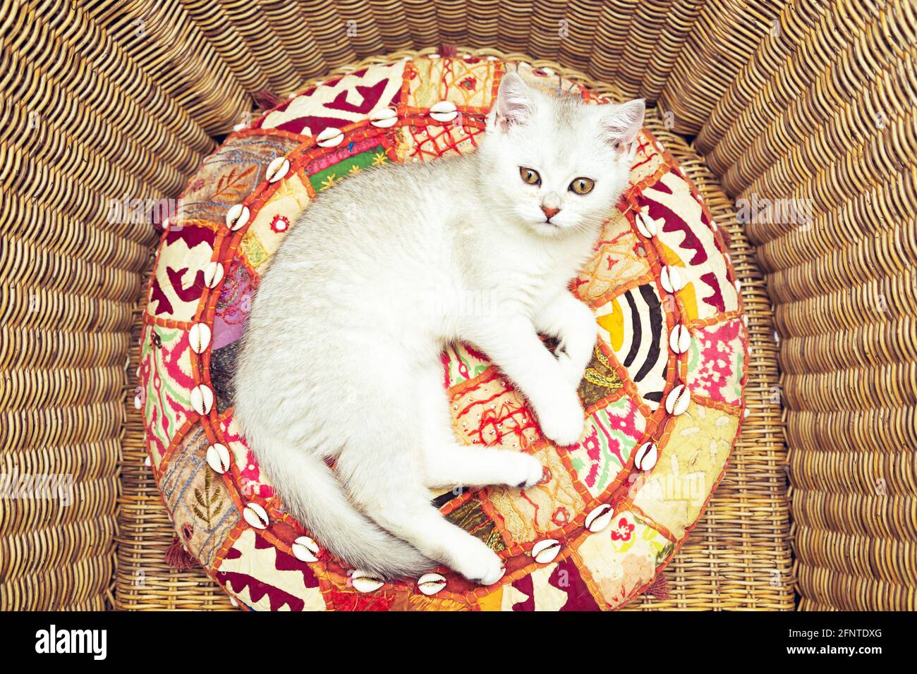 Weiße britische Katze in einem Korbsessel auf einem hellen Kissen. Stockfoto