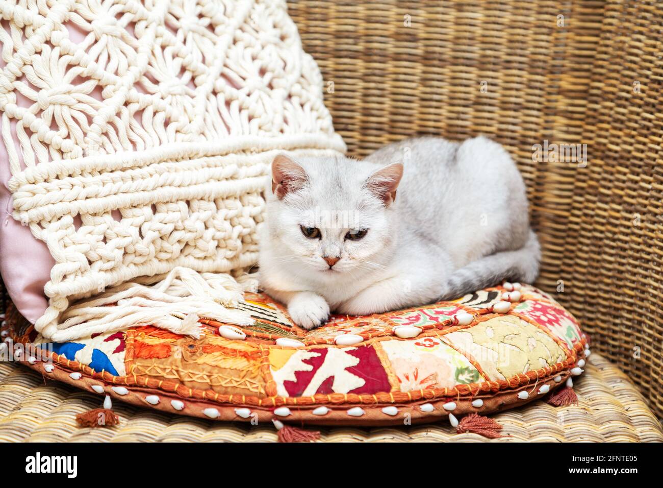 Weiße britische Katze in einem Korbsessel auf einem hellen Kissen. Stockfoto