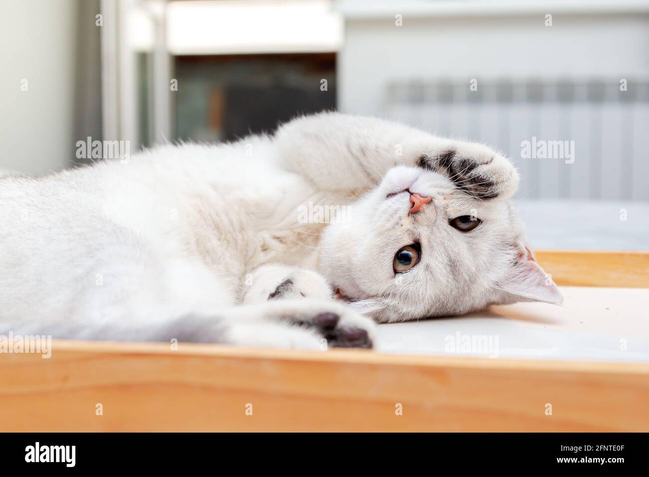 Faule weiße britische Katze, die auf einem Tablett liegt. Entspanntes, schlafendes Kätzchen, morgens im Schlafzimmer. Stockfoto