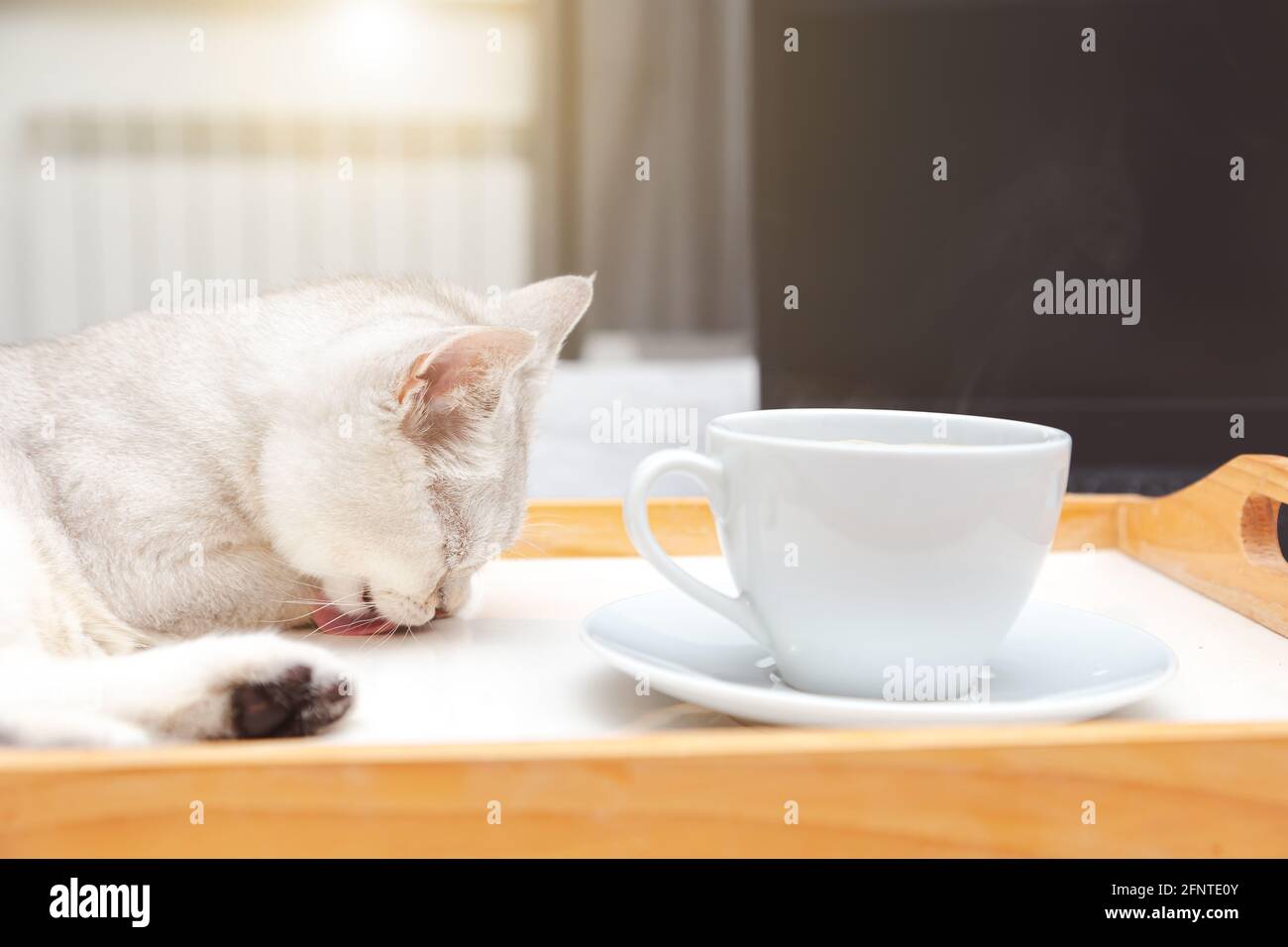 Die faule weiße britische Katze liegt auf dem Bett. Daneben befindet sich ein Tablett mit einer Tasse Kaffee. Am frühen Morgen. Stockfoto