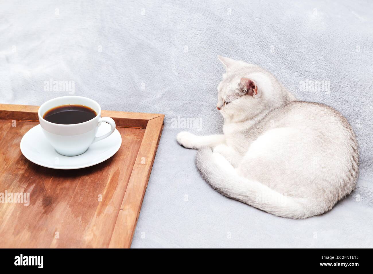Die faule weiße britische Katze liegt auf dem Bett. Daneben befindet sich ein Tablett mit einer Tasse Kaffee. Am frühen Morgen. Stockfoto
