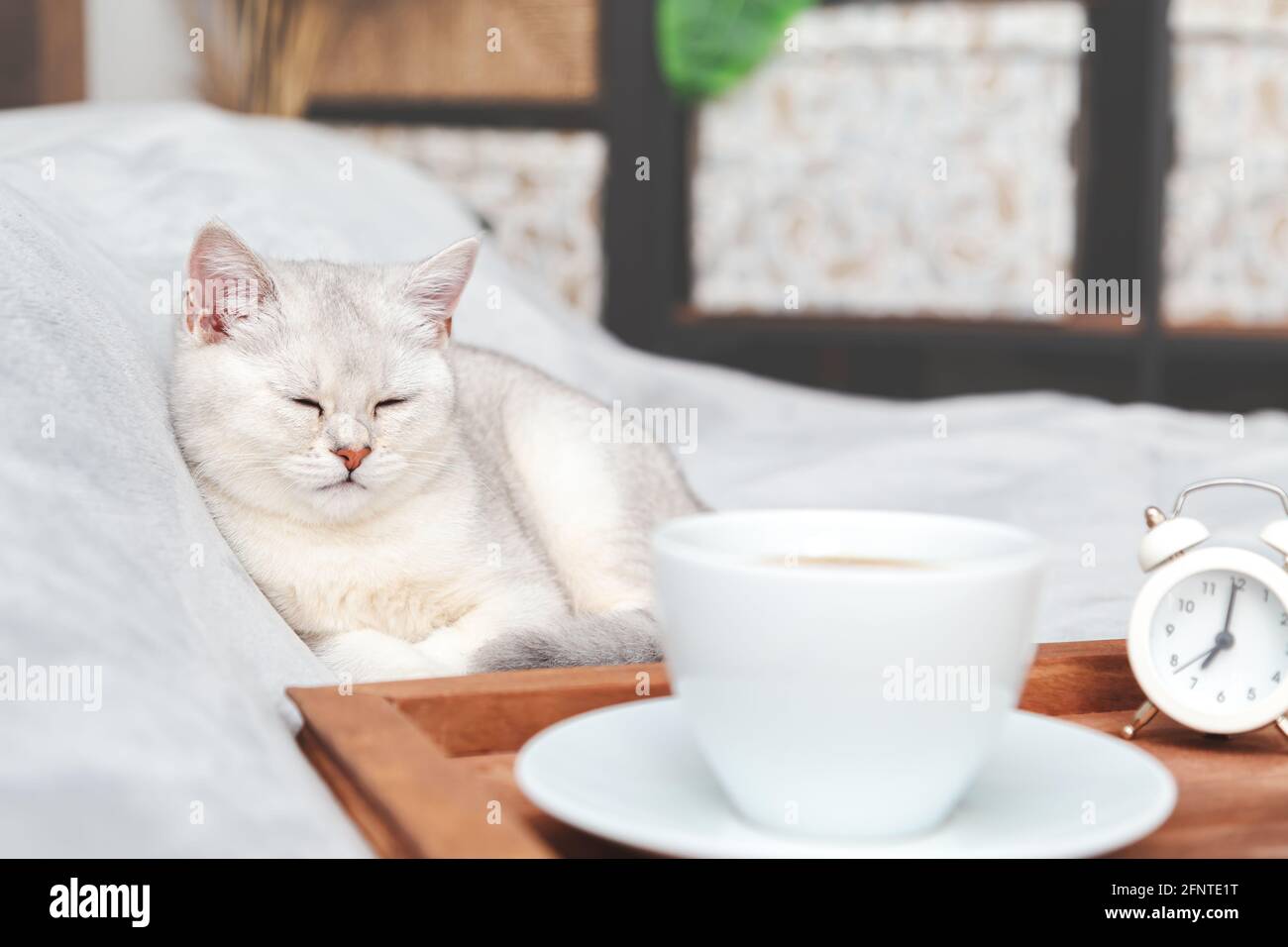 Faule weiße britische Katze schläft auf dem Bett. Neben dem Tablett mit einer Tasse Kaffee und Wecker. Am frühen Morgen. Selektiver Fokus. Stockfoto