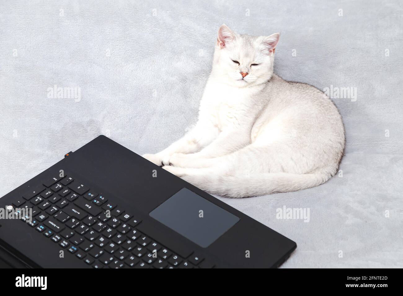 Weiße britische Katze mit einem Laptop. Konzept für Online-Lernen, Arbeit von zu Hause, Selbstisolation. Humor. Stockfoto