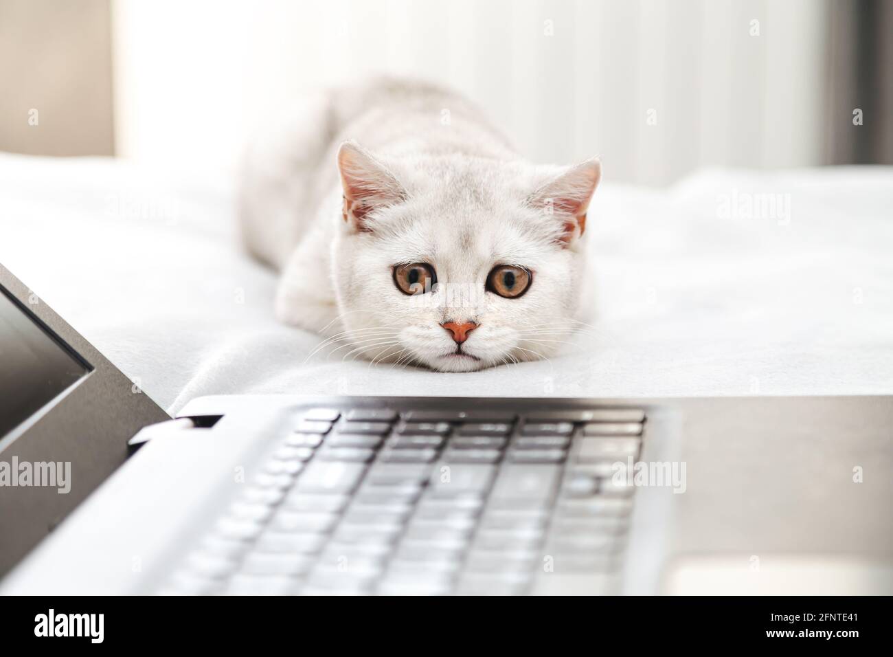 Weiße britische Katze mit einem Laptop. Konzept für Online-Lernen, Arbeit von zu Hause, Selbstisolation. Humor. Stockfoto