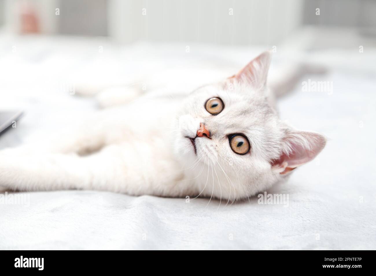 Die überraschte weiße britische Katze liegt auf dem Bett. Entspanntes, schlafiges Kätzchen, Morgen im Schlafzimmer. Stockfoto