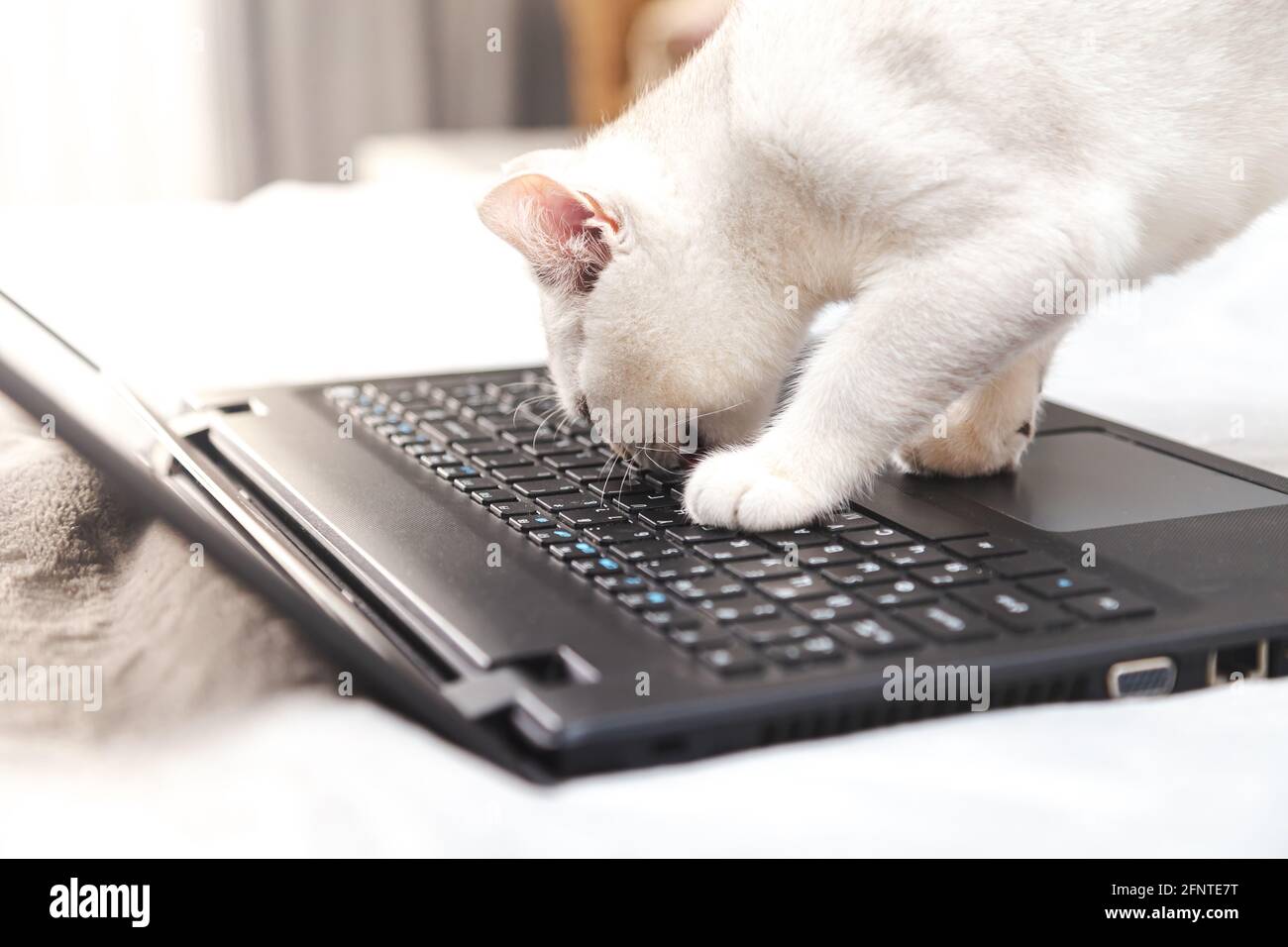 Weiße britische Katze mit einem Laptop. Konzept für Online-Lernen, Arbeit von zu Hause, Selbstisolation. Humor. Stockfoto