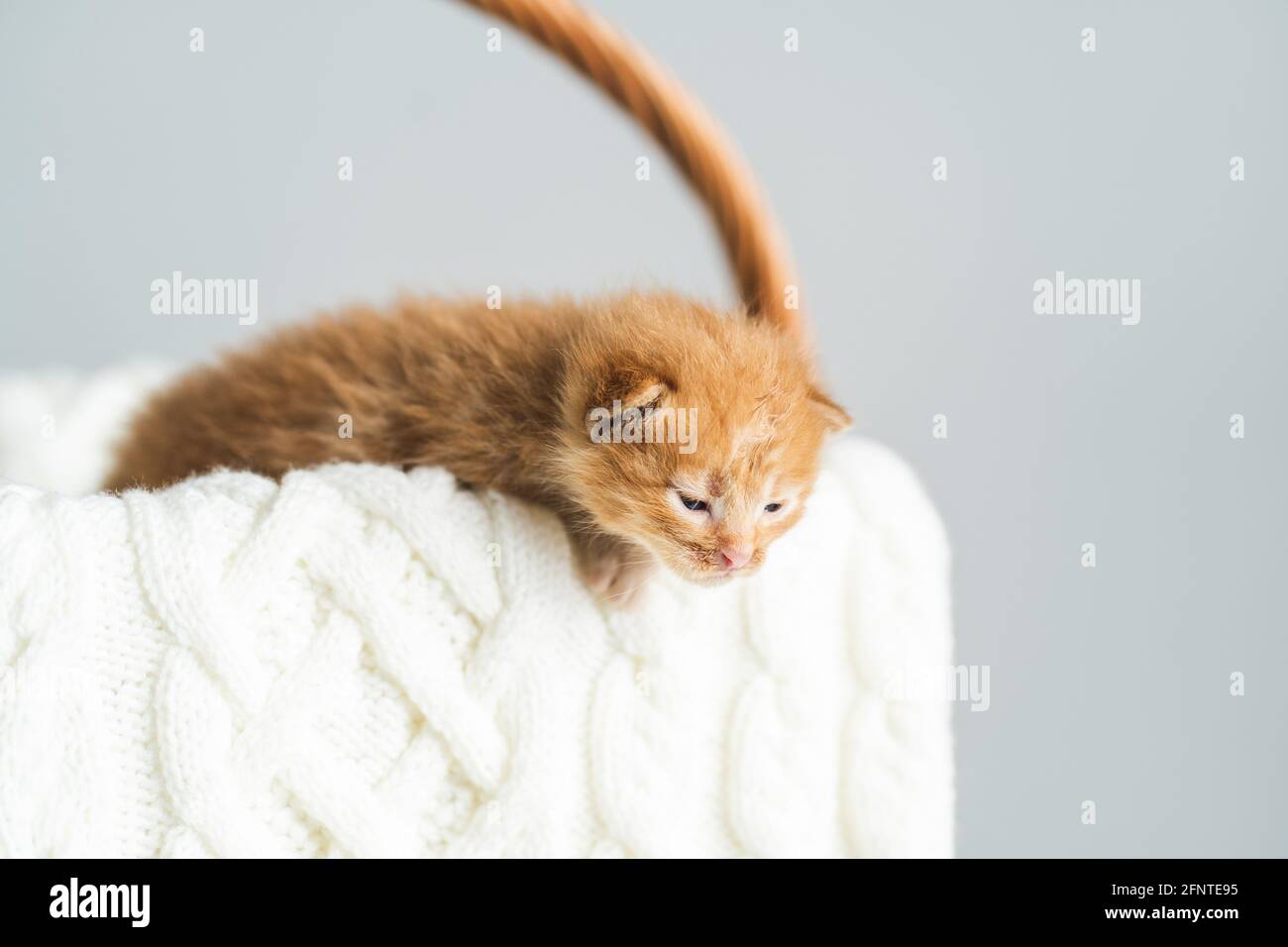 Zwei Wochen alte Ingwer-Mischkätzchen mit kaum geöffneten Augen sitzen im Korbkorb auf weißem Wollpullover. Adoption von Haustieren, Tierpflege Stockfoto