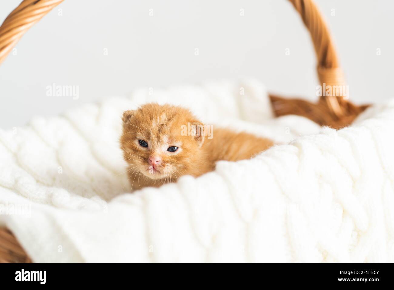 Zwei Wochen alte Ingwer-Mischkätzchen mit kaum geöffneten Augen sitzen im Korbkorb auf weißem Wollpullover. Adoption von Haustieren, Tierpflege Stockfoto