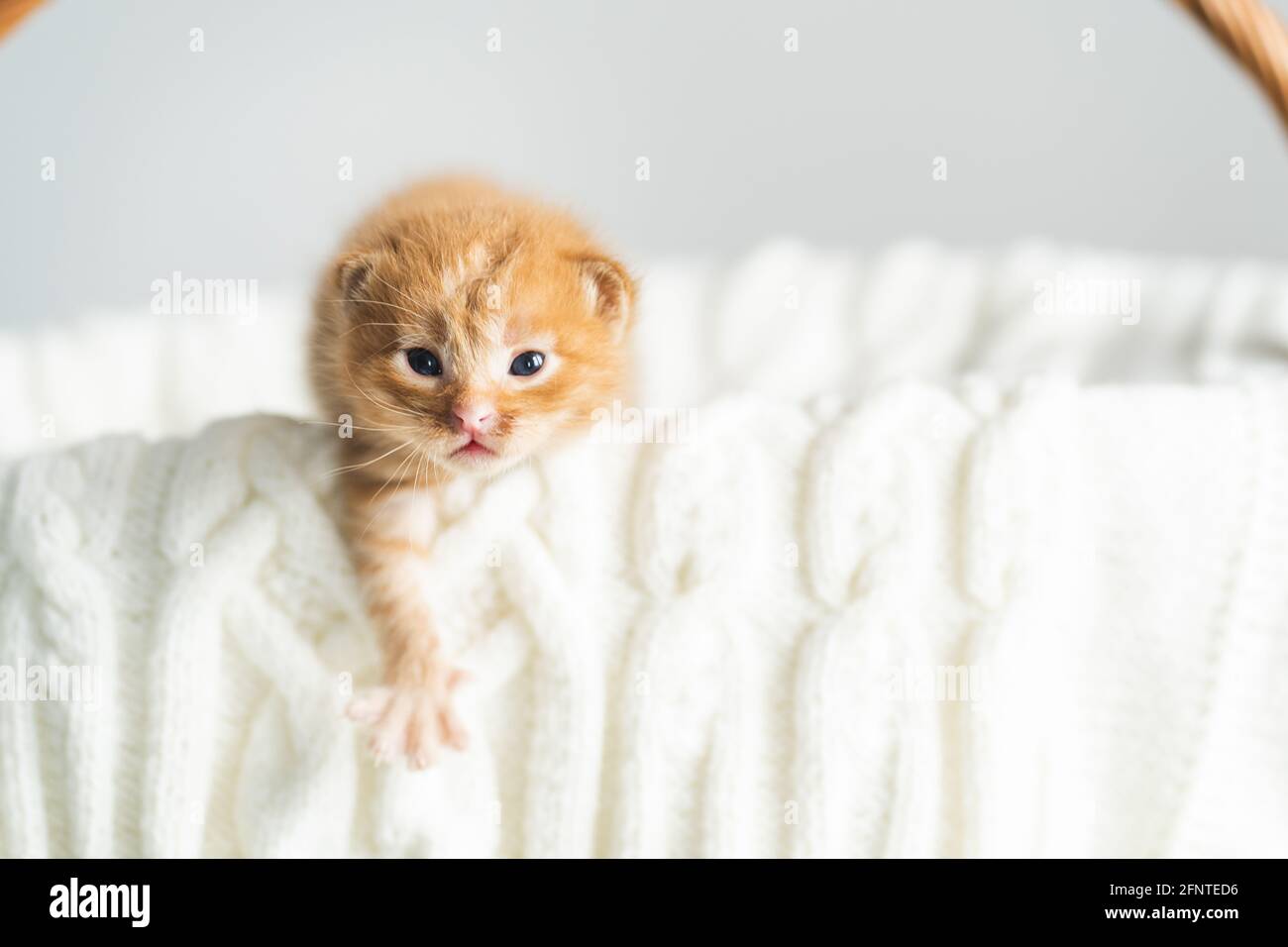 Zwei Wochen alte Ingwer-Mischkätzchen mit kaum geöffneten Augen sitzen im Korbkorb auf weißem Wollpullover. Adoption von Haustieren, Tierpflege Stockfoto