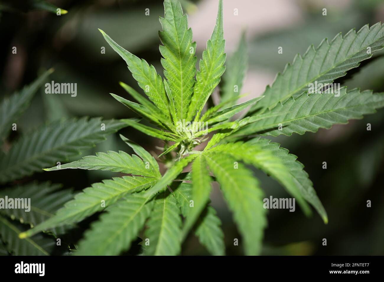 Cannabispflanze Nahaufnahme moderne hochwertige großdimensionale Drucke Medizinische Marihuana super Zitrone Dunst Familie cannabaceae Stockfoto