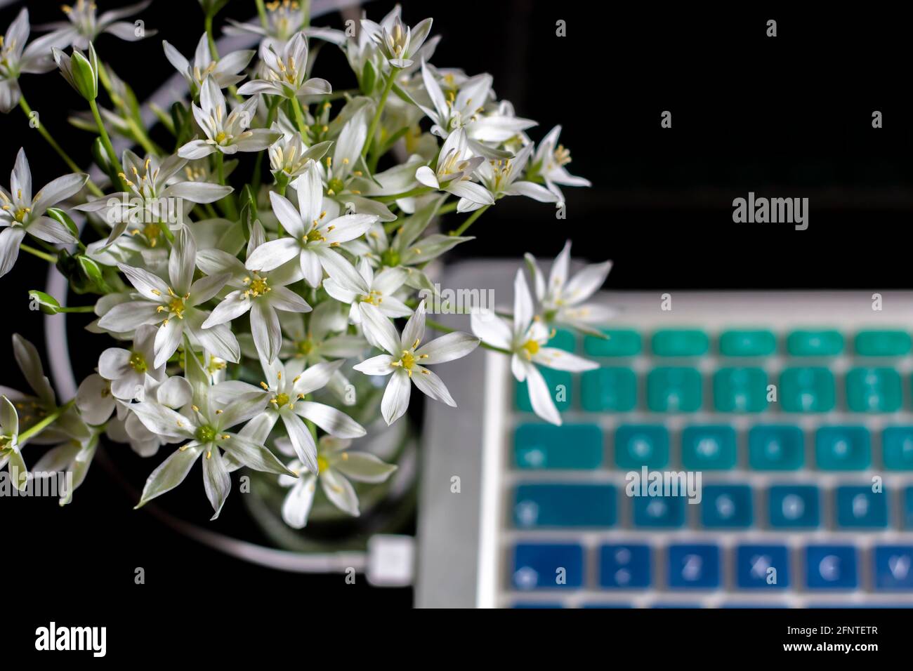 Aufgrund der Pandemie, die von zu Hause aus mit den ersten Blüten (weiße Holzanemone) des Frühlings arbeitete. Nahaufnahme Stockfoto