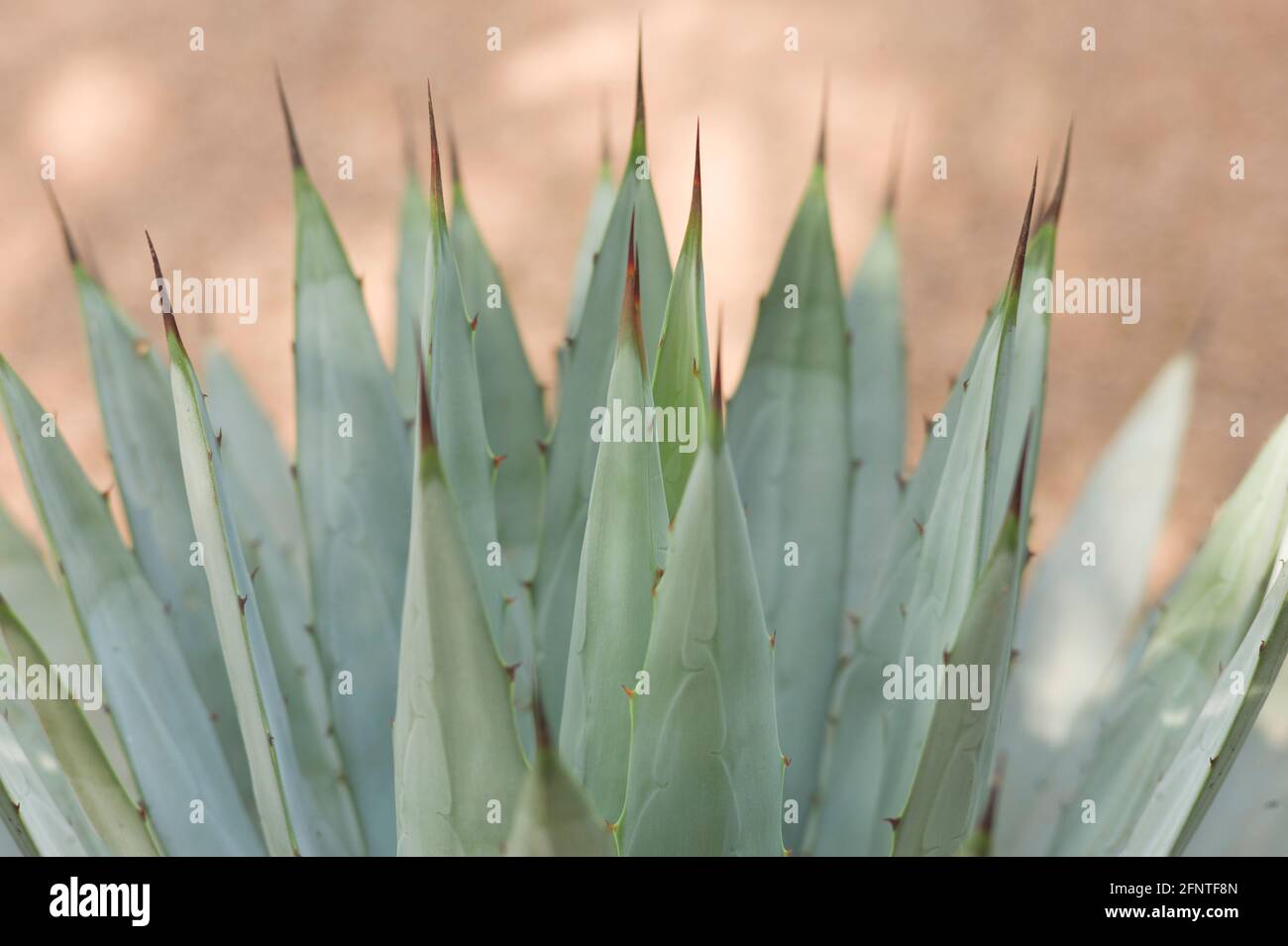 Agave (Asparagaceae) Kaktuspflanze. Geringe Schrfentiefe. Agaven sind  Sukkulenten, die eine Rosettenform bilden, wobei die meisten Arten in  scharfen Stacheln enden Stockfotografie - Alamy