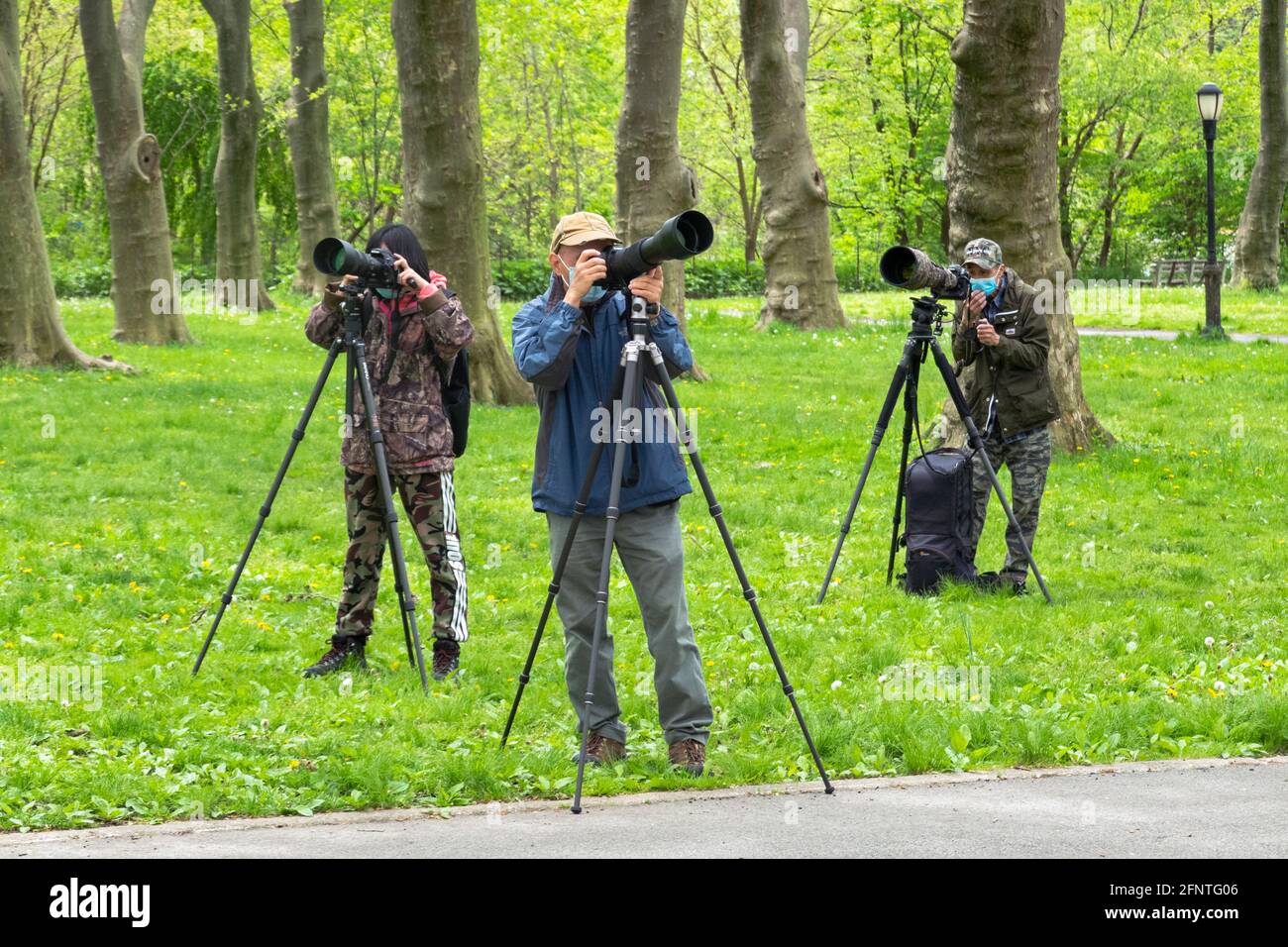 Drei asiatisch-amerikanische Fotografen mit Stativen, Kameras und Teleobjektiven hoffen, Zugvögel zu erkennen und zu fotografieren. In Kissena Park, Queens, New Stockfoto